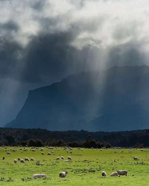 Sheep herd with light ray as background