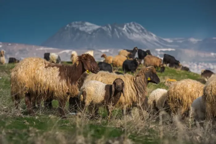 Framed Print : Sheep herd with Nemrut volcano background Framed Print : Sheep herd with Nemrut volcano background