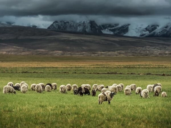 Sheep herd in Tibet grass field
