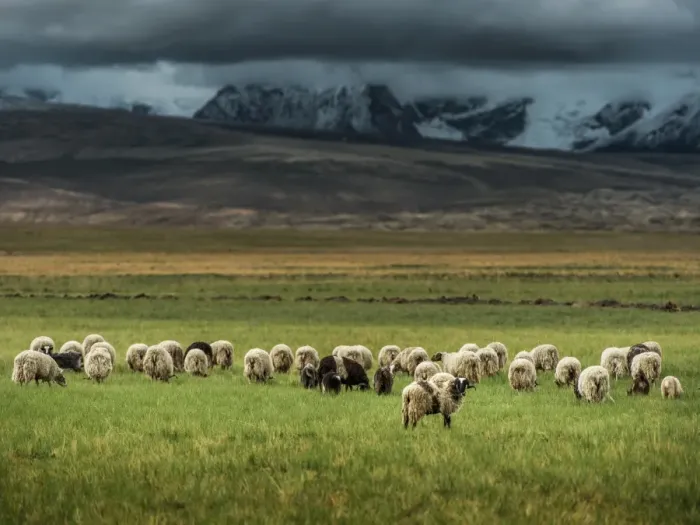 Framed Print : Sheep herd in Tibet grass field Framed Print : Sheep herd in Tibet grass field
