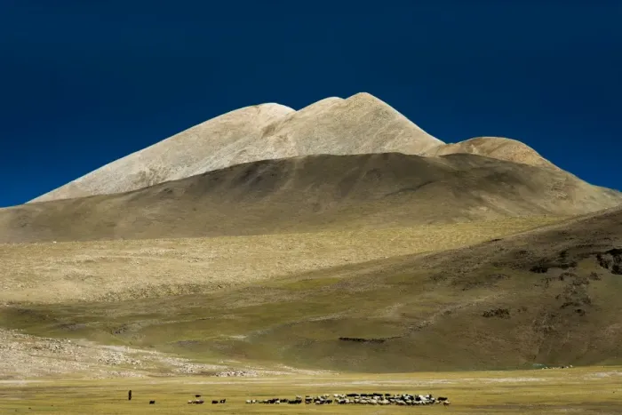 Framed Print : Sheep herd in Tibetan plateau Framed Print : Sheep herd in Tibetan plateau
