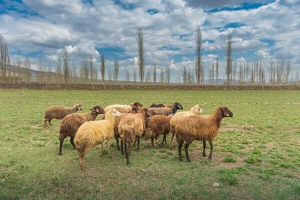 Sheep herd in a village in East Turkey