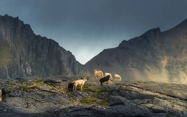 Sheep herd walking on the cliff