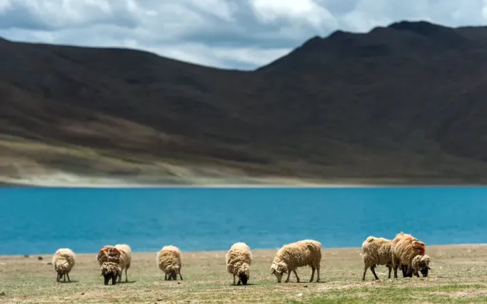 Framed Print : Sheep herd at Yamdrok lake