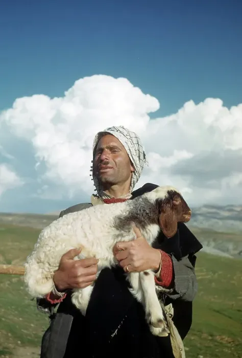Framed Print : SHEEP HERDER IN BEIRUT Framed Print : SHEEP HERDER IN BEIRUT