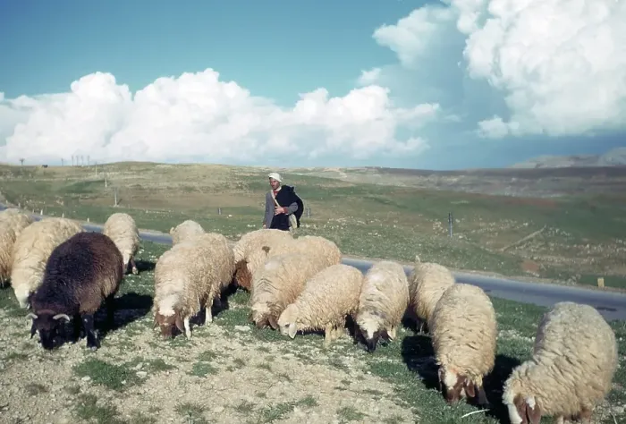 Framed Print : SHEEP HERDER IN BEIRUT