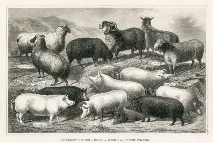 Framed Print : Sheep and hogs engraving 1873