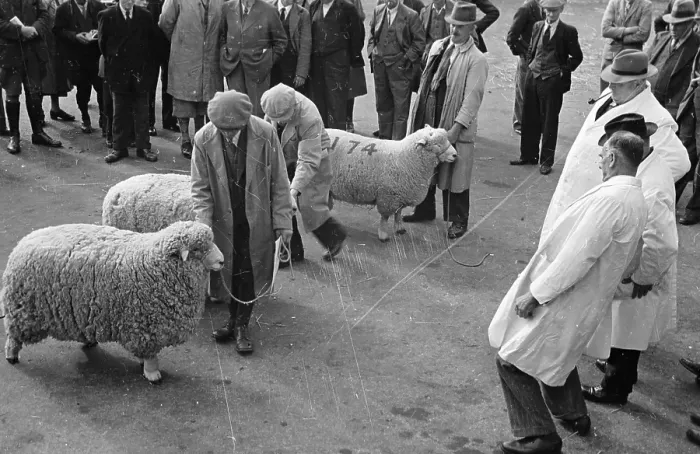 Framed Print : Sheep Inspection Framed Print : Sheep Inspection