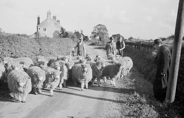 Framed Print : Sheep In Lane Framed Print : Sheep In Lane