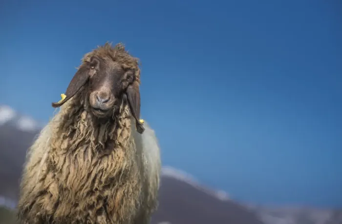 Framed Print : a sheep looking at camera with bluesky background Framed Print : a sheep looking at camera with bluesky background