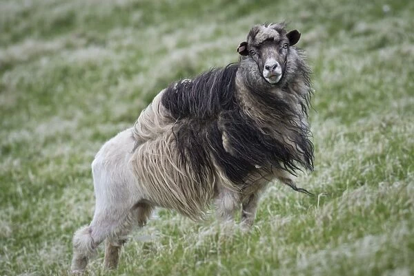 Sheep, moulting, Mykines, Utoyggjar, Outer Islands, Faroe Islands, Denmark