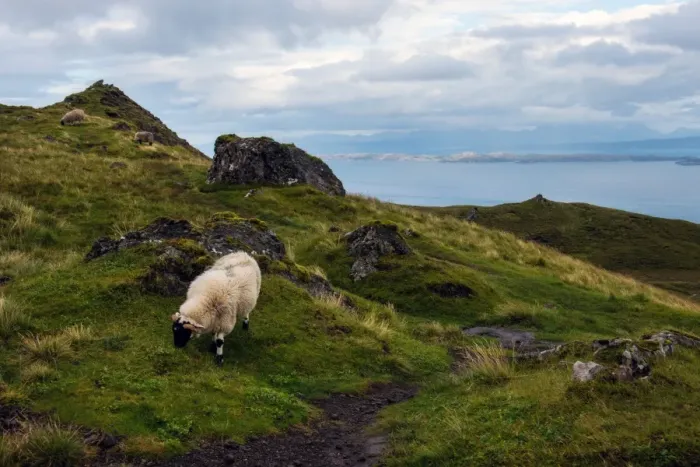 Framed Print : Sheep and mountain view of Isle of Skye (The old man of storr trail) Framed Print : Sheep and mountain view of Isle of Skye (The old man of storr trail)