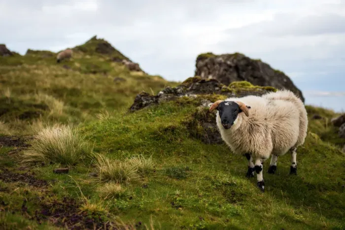 Framed Print : Sheep and mountain view of Isle of Skye (The old man of storr trail) Framed Print : Sheep and mountain view of Isle of Skye (The old man of storr trail)