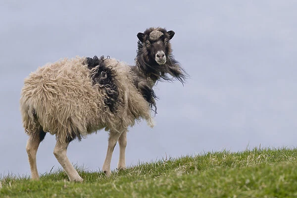 Sheep, Mykines, Faroe Islands, Denmark