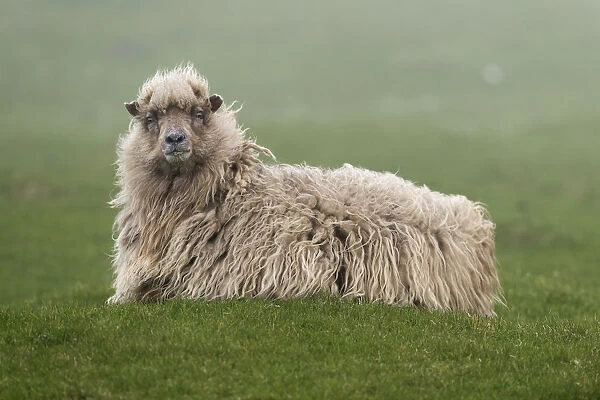 Sheep, Mykines, Faroe Islands, Denmark