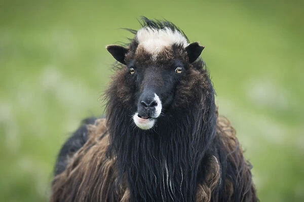 Sheep, Mykines, Utoyggjar, Outer Islands, Faroe Islands, Denmark