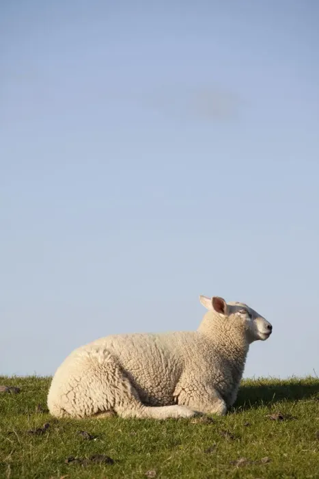 Framed Print : Sheep on the Nordstrand dyke of Husum, North Friesland, Schleswig-Holstein, Germany, Europe Framed Print : Sheep on the Nordstrand dyke of Husum, North Friesland, Schleswig-Holstein, Germany, Europe