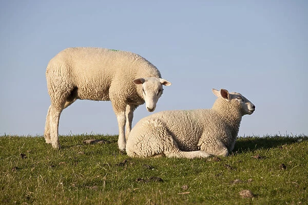 Sheep on the Nordstrand dyke of Husum, North Friesland, Schleswig-Holstein, Germany, Europe