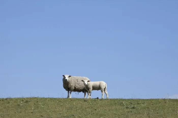 Framed Print : Sheep on the Nordstrand dyke of Husum, North Friesland, Schleswig-Holstein, Germany, Europe Framed Print : Sheep on the Nordstrand dyke of Husum, North Friesland, Schleswig-Holstein, Germany, Europe