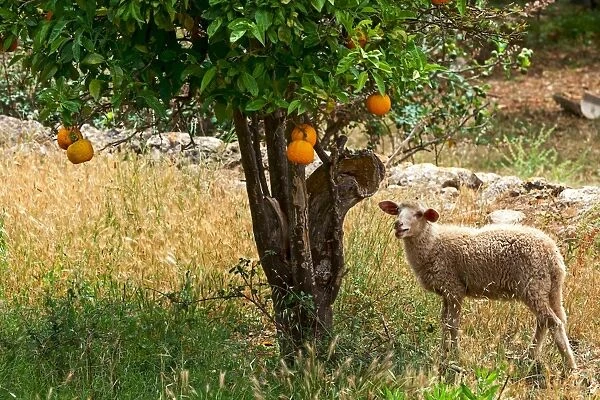 Sheep under an orange tree, Soller, Majorca, Balearic Islands, Spain