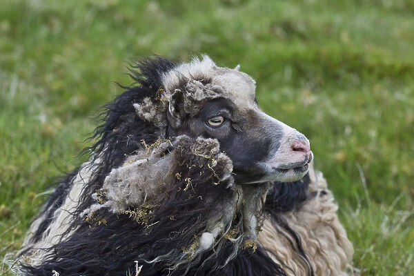 Sheep -Ovis orientalis aries-, Faroe Islands, Denmark