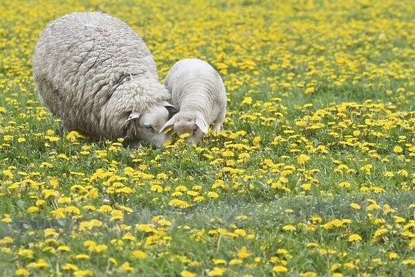 Sheep -Ovis orientalis aries- with lamb feeding in dandelion meadow, Texel, The Netherlands