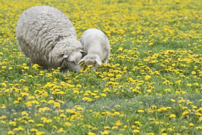 Framed Print : Sheep -Ovis orientalis aries- with lamb feeding in dandelion meadow, Texel, The Netherlands