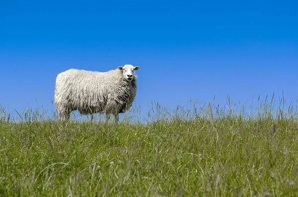 Sheep -Ovis orientalis aries- standing on a dike, near Archsum, Sylt, Schleswig-Holstein, Germany