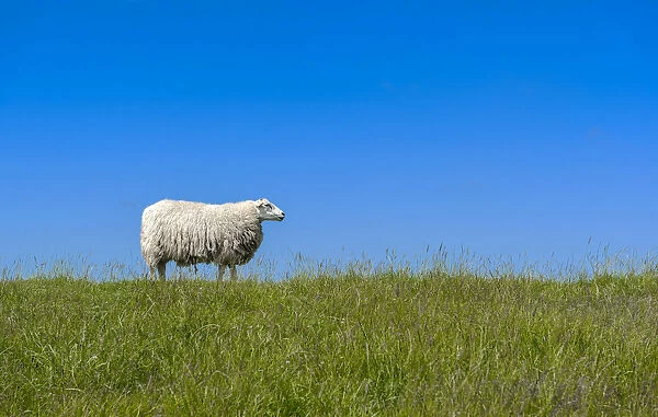 Sheep -Ovis orientalis aries- standing on a dike, near Archsum, Sylt, Schleswig-Holstein, Germany