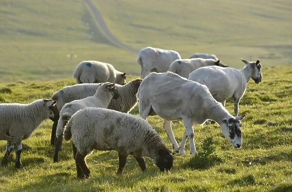 Sheep on a pasture near the Stacks of Duncansby, north coast of Scotland, John o Groats, Freswick, Dunnet, Caithness, Scotland, United Kingdom, Europe
