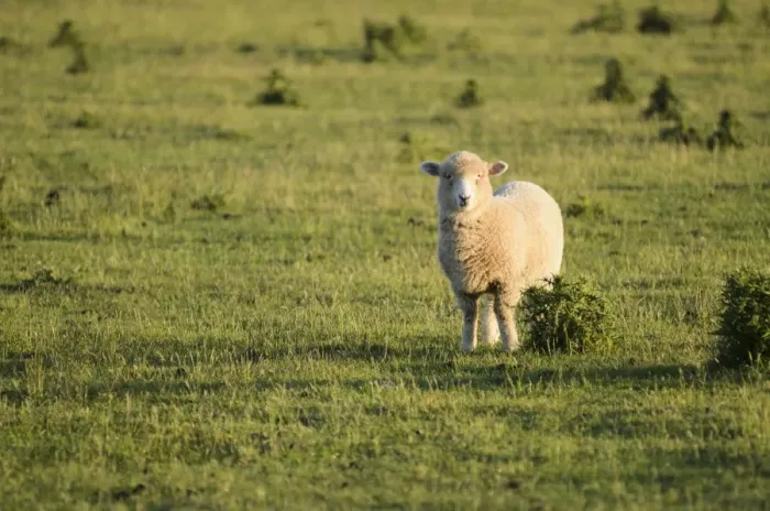 Framed Print : Sheep on pasture, New Zealand Framed Print : Sheep on pasture, New Zealand