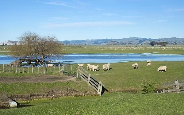 Sheep pen in Gisborne, North Island, New Zealand