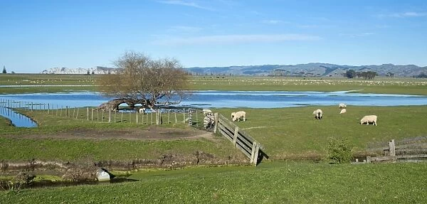 Sheep pen in Gisborne, North Island, New Zealand