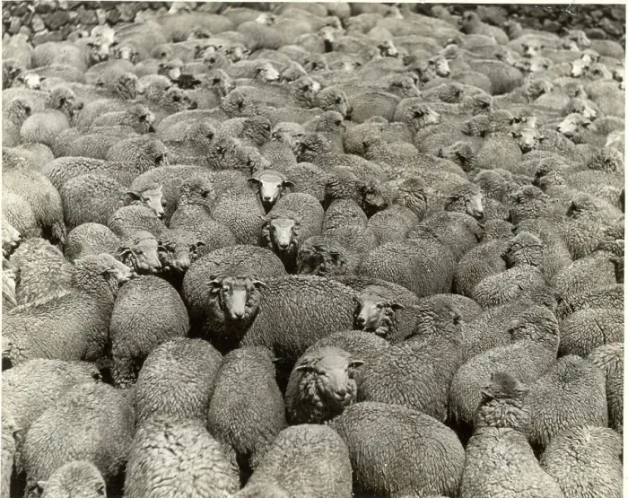Framed Print : Sheep Rasising In The Peruvian Andes
