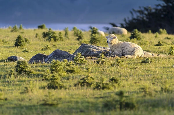 Sheep resting on grassland, Hoopers Inlet, Otago Peninsula, South Island, New Zealand, Oceania