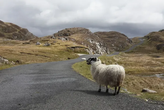 Framed Print : Sheep on road to Slieve League, County Donegal, Ireland, Europe, PublicGround Framed Print : Sheep on road to Slieve League, County Donegal, Ireland, Europe, PublicGround