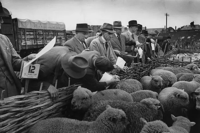 Framed Print : Sheep Sale Framed Print : Sheep Sale