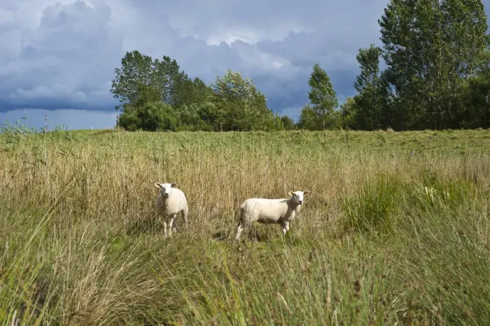 Framed Print : Sheep in the salt marsh nature reserve, Hohwacht Bay, Behrensdorf, Baltic Sea, Schleswig-Holstein, Germany, Europe Framed Print : Sheep in the salt marsh nature reserve, Hohwacht Bay, Behrensdorf, Baltic Sea, Schleswig-Holstein, Germany, Europe