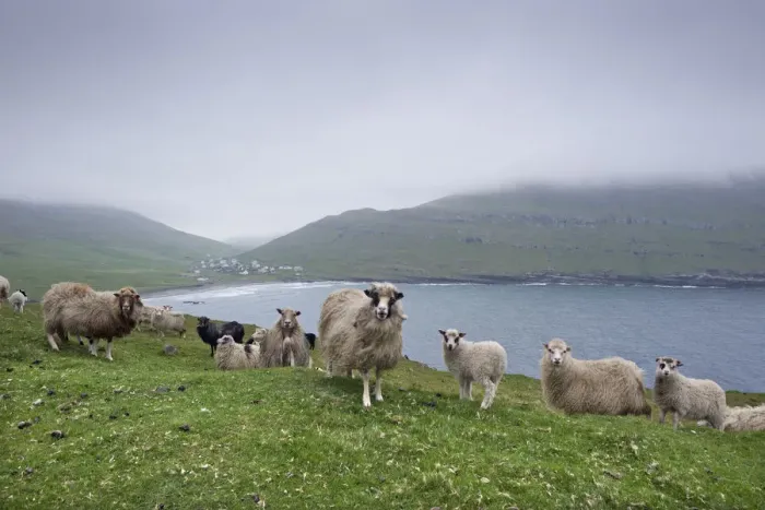 Framed Print : Sheep, Sandoy, Faroe Islands, Denmark Framed Print : Sheep, Sandoy, Faroe Islands, Denmark