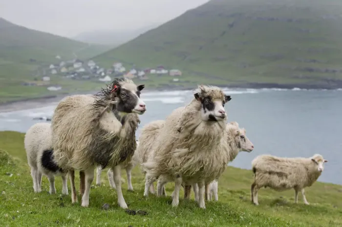 Framed Print : Sheep, Sandoy, Faroe Islands, Denmark Framed Print : Sheep, Sandoy, Faroe Islands, Denmark