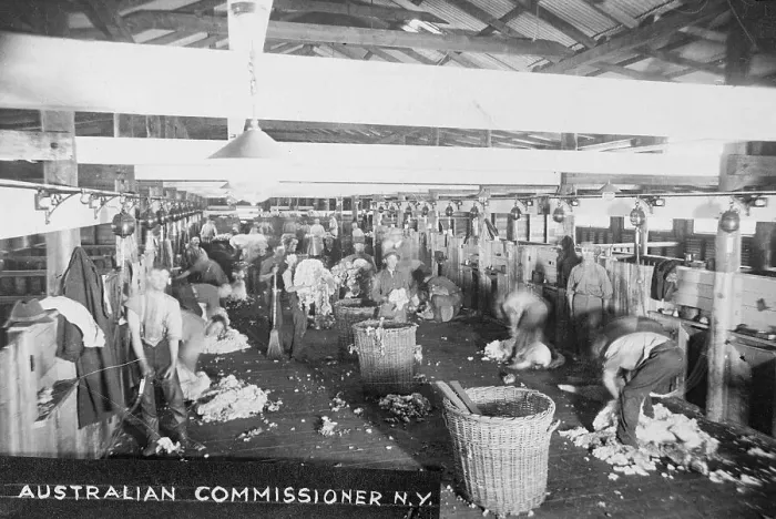 Framed Print : Sheep Shearing Framed Print : Sheep Shearing