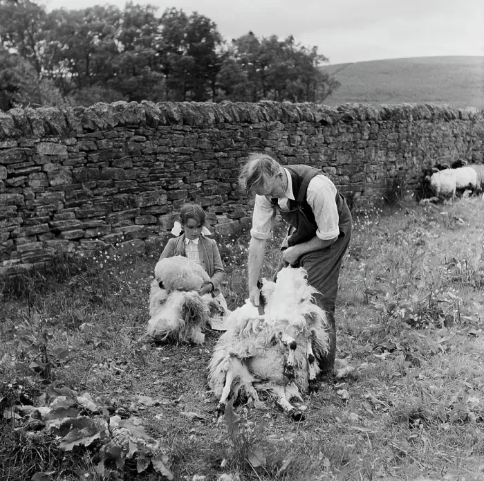 Framed Print : Sheep Shearing In Northumbria