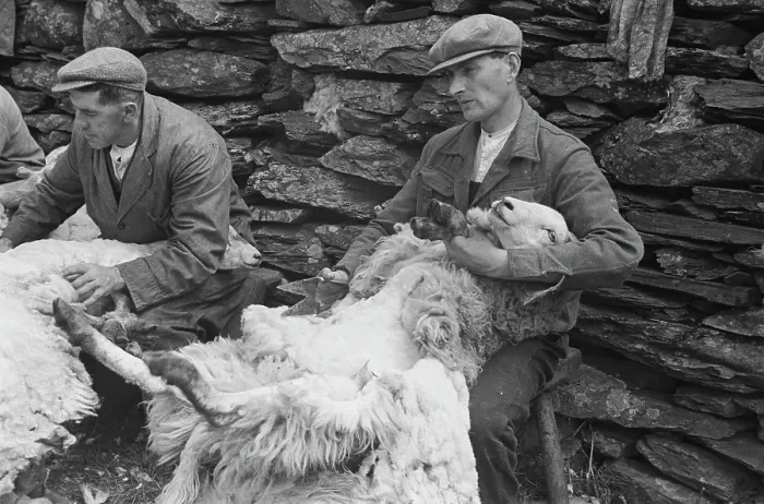 Framed Print : Sheep Shearing In Snowdonia Framed Print : Sheep Shearing In Snowdonia