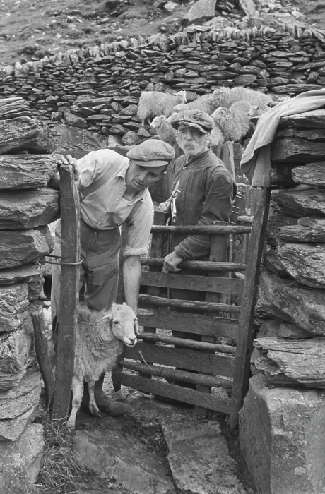 Framed Print : Sheep Shearing In Snowdonia Framed Print : Sheep Shearing In Snowdonia