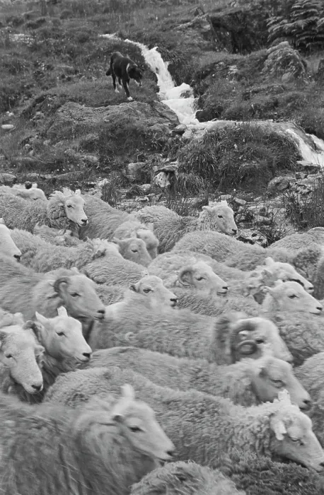 Framed Print : Sheep Shearing In Snowdonia Framed Print : Sheep Shearing In Snowdonia