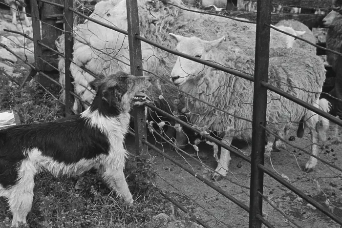 Framed Print : Sheep Shearing In Snowdonia Framed Print : Sheep Shearing In Snowdonia