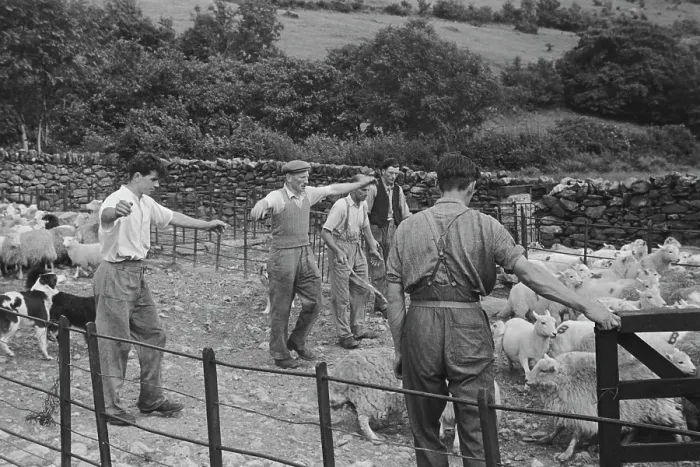 Framed Print : Sheep Shearing In Snowdonia Framed Print : Sheep Shearing In Snowdonia