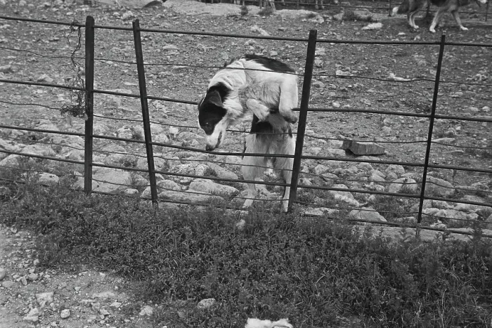 Framed Print : Sheep Shearing In Snowdonia Framed Print : Sheep Shearing In Snowdonia