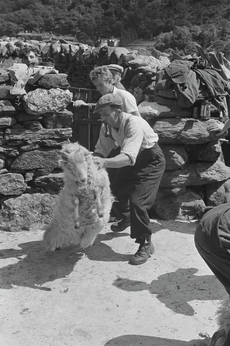 Framed Print : Sheep Shearing In Snowdonia