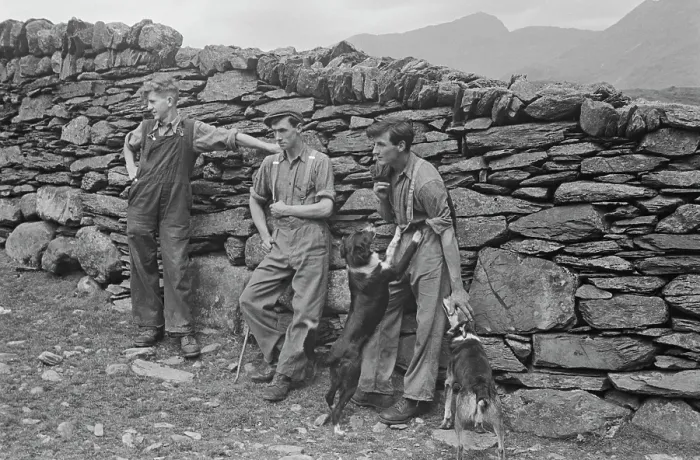 Framed Print : Sheep Shearing In Snowdonia Framed Print : Sheep Shearing In Snowdonia